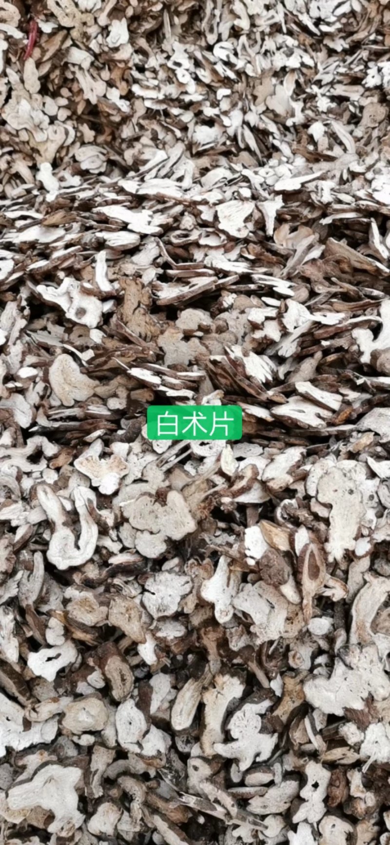 白术芽改良高产无病菌芽苗，基地直发，量大从优