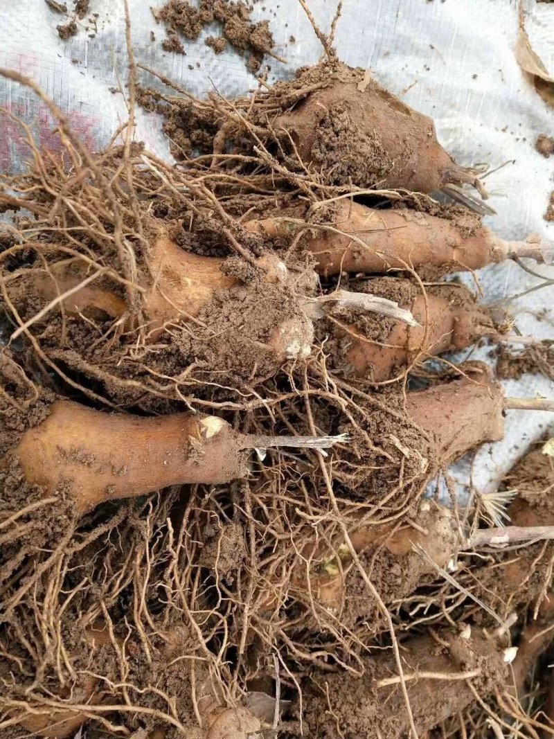 白术芽改良高产无病菌芽苗，基地直发，量大从优