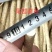 山东临沂优质高产量辣根