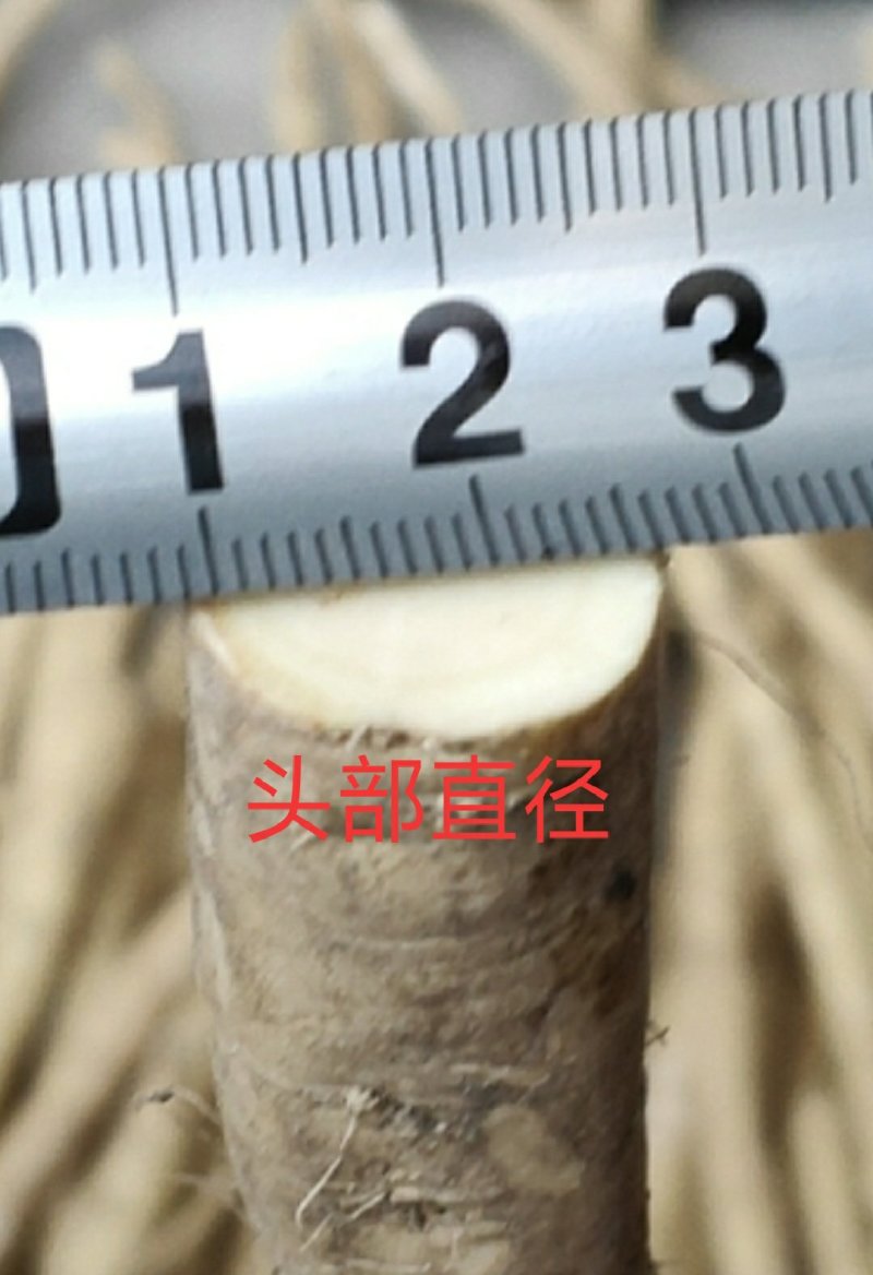 山东临沂优质高产量辣根