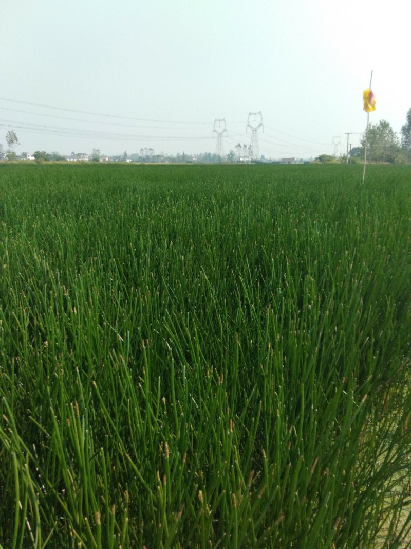 【毛马蹄】宜昌荸荠马蹄地栗产地现挖现发皮薄肉嫩