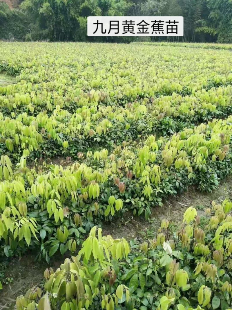 家庭盆景赤楠香藤果等苗木批发零售
