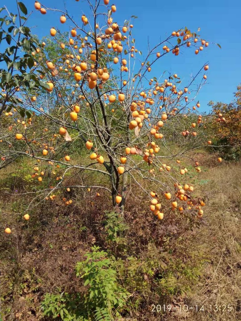 我苗木园常年精心培育，柿子树