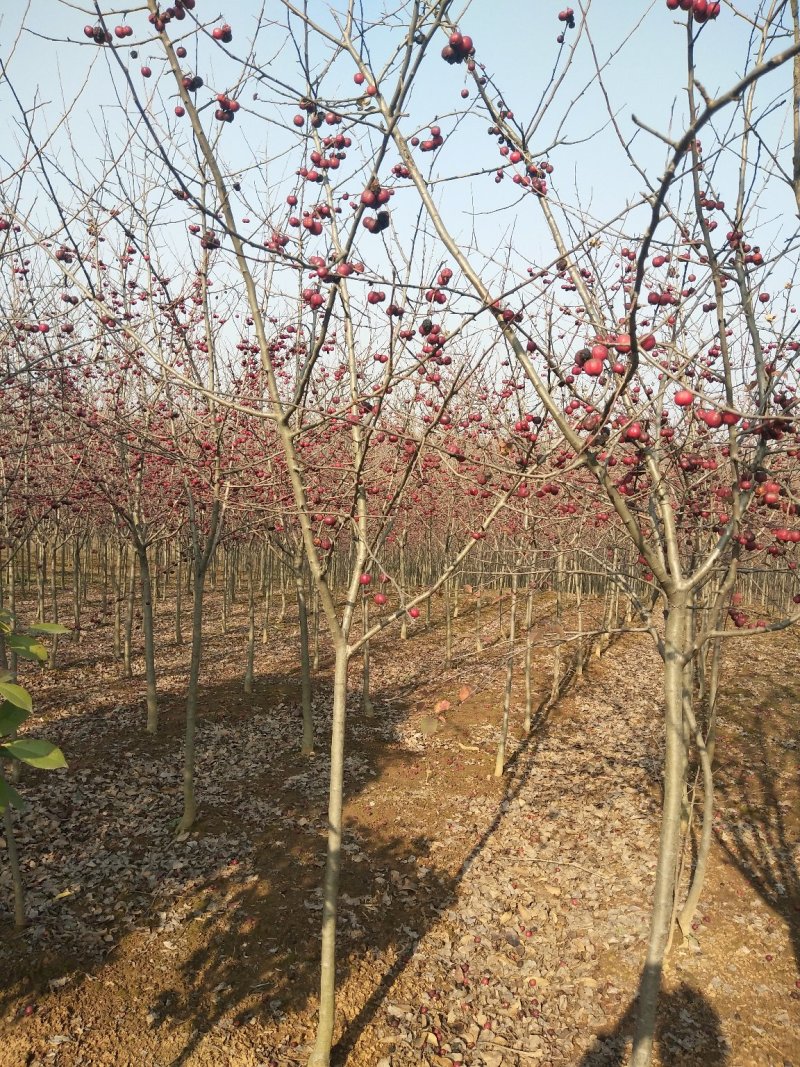 海棠树，西府海棠，河南省潢川苗圃批发价格直销