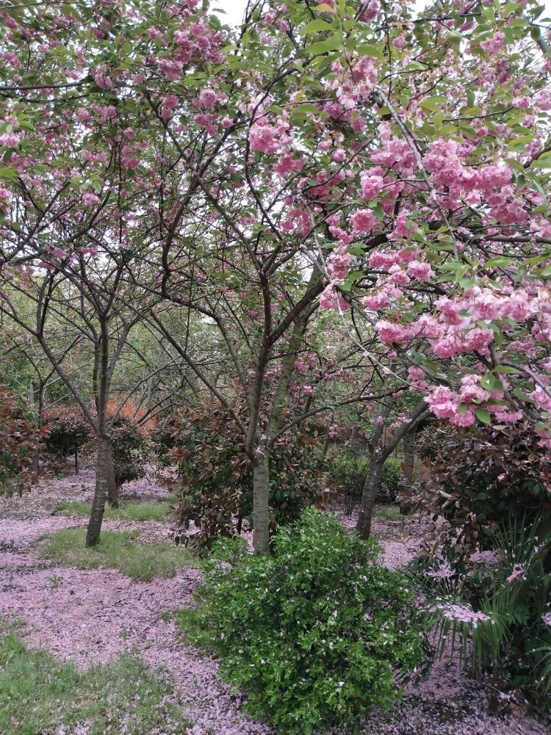 海棠树，西府海棠，河南省潢川苗圃批发价格直销