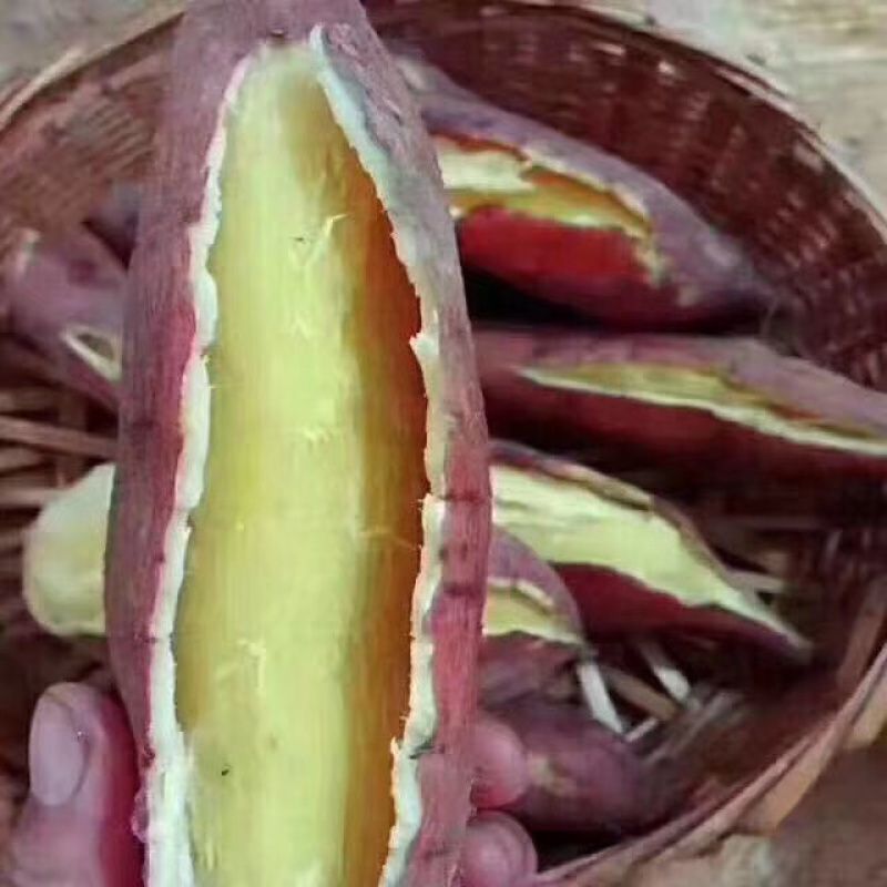 【🔥推荐】板栗红薯原产地直供香甜粉糯一件代发