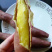 【🔥推荐】板栗红薯原产地直供香甜粉糯一件代发