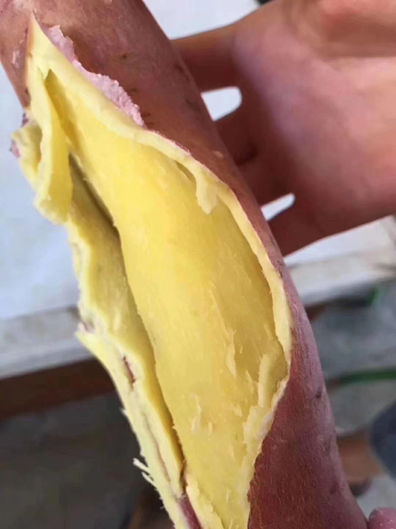 【🔥推荐】板栗红薯原产地直供香甜粉糯一件代发