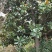 广玉兰