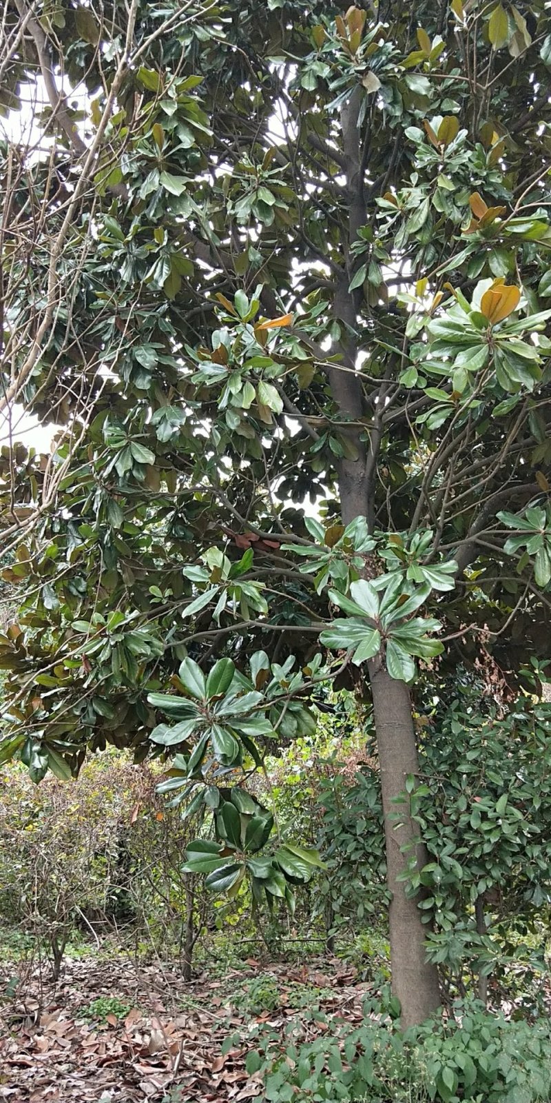 广玉兰