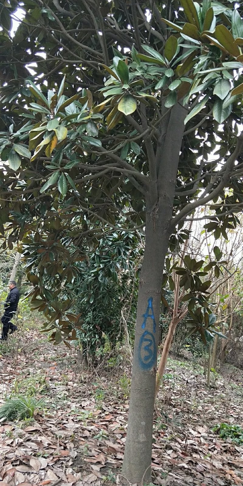 广玉兰