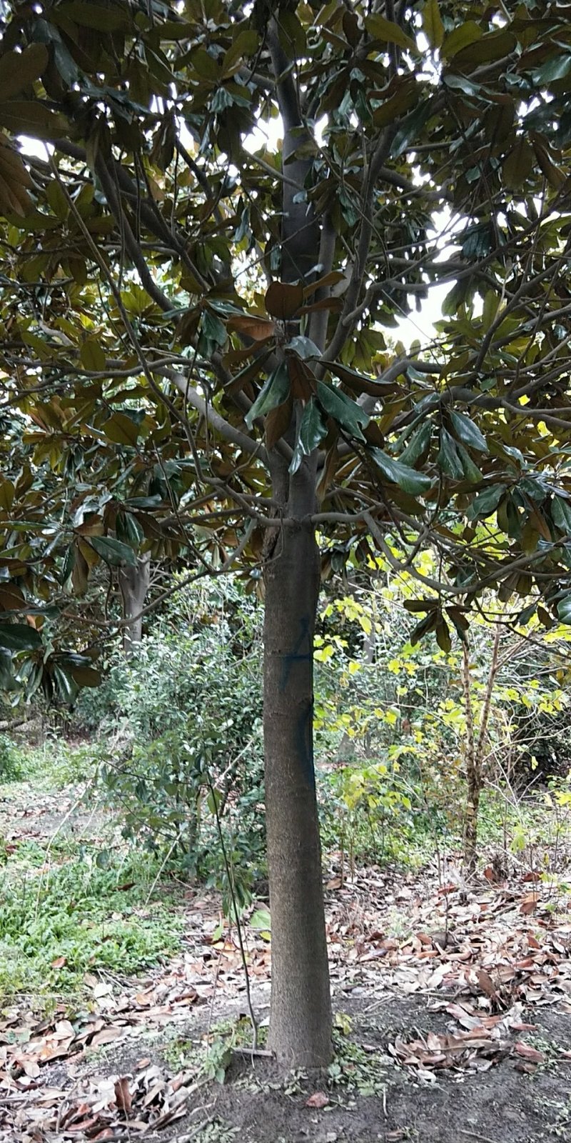 广玉兰