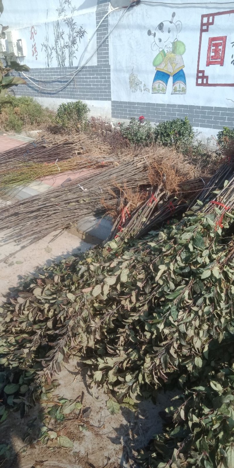 烟富10号苹果苗基地直供品种保证纯度