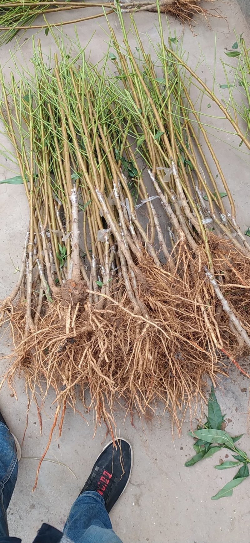 秋彤，晚熟品种，冬桃，帅师香沂蒙霜红，脆甜离核