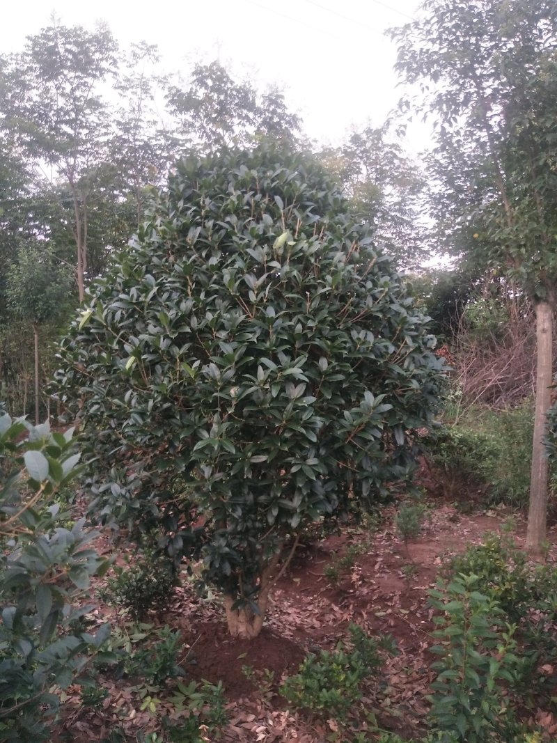 丛生桂花树，丛生桂花树大小规格齐全，河南潢川桂花基地