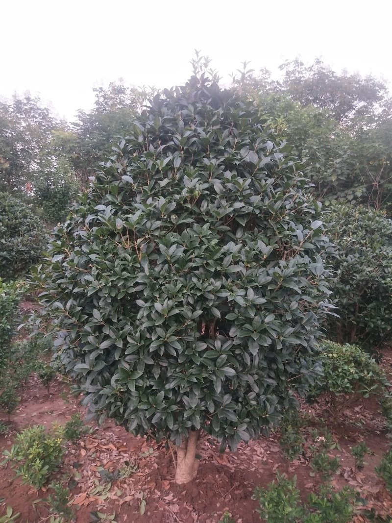 丛生桂花树，丛生桂花树大小规格齐全，河南潢川桂花基地
