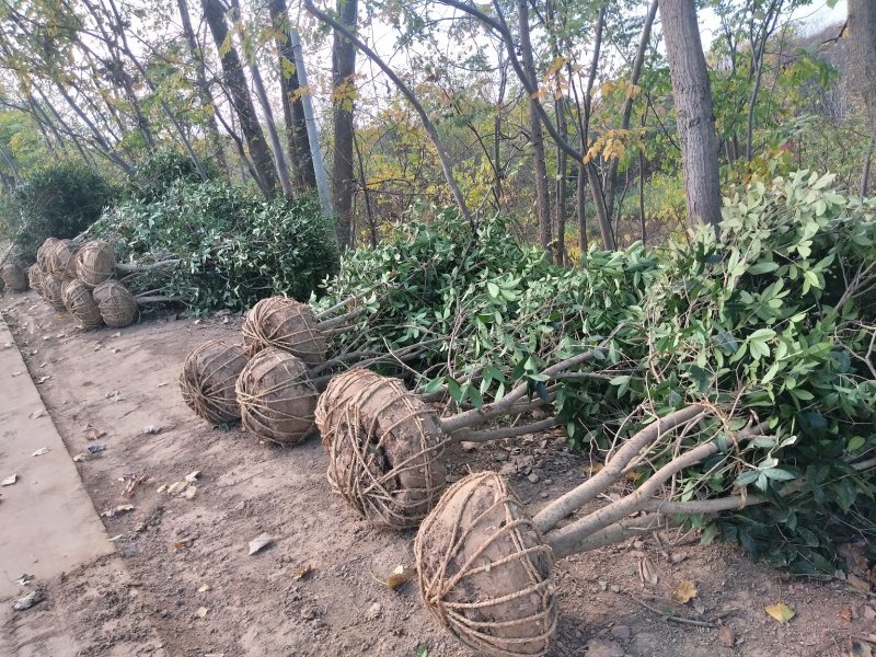 丛生桂花树，丛生桂花树大小规格齐全，河南潢川桂花基地