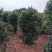 丛生桂花树，丛生桂花树大小规格齐全，河南潢川桂花基地