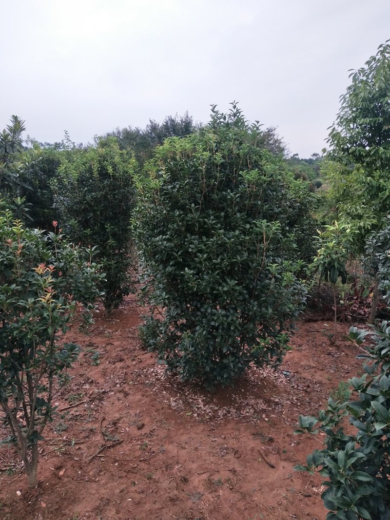 丛生桂花树，丛生桂花树大小规格齐全，河南潢川桂花基地