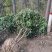 丛生桂花树，丛生桂花树大小规格齐全，河南潢川桂花基地