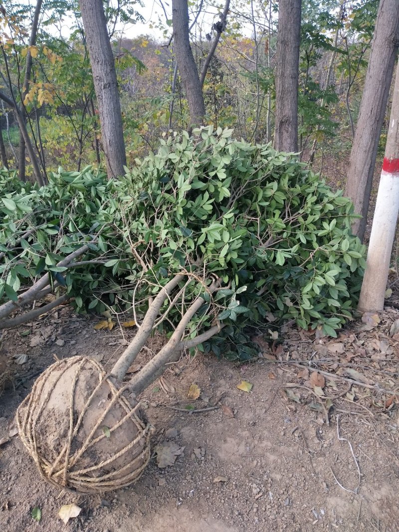 丛生桂花树，丛生桂花树大小规格齐全，河南潢川桂花基地