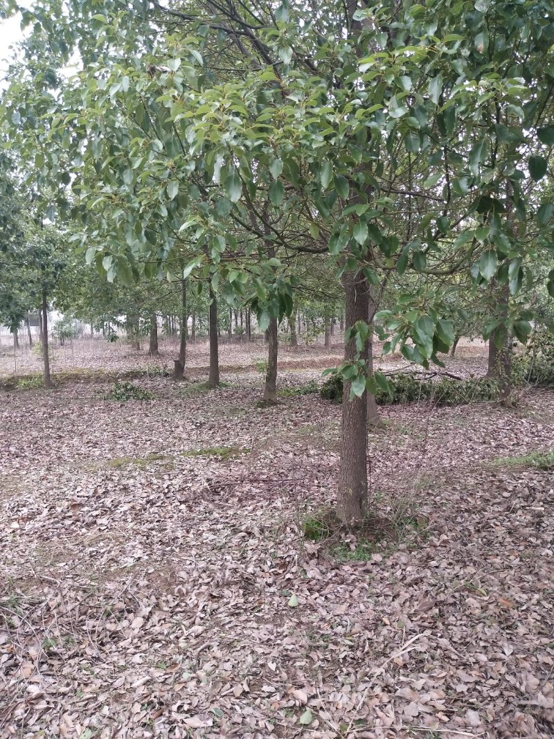 桂花树，八月桂花，四季桂，河南省潢川县苗木基地直销批发