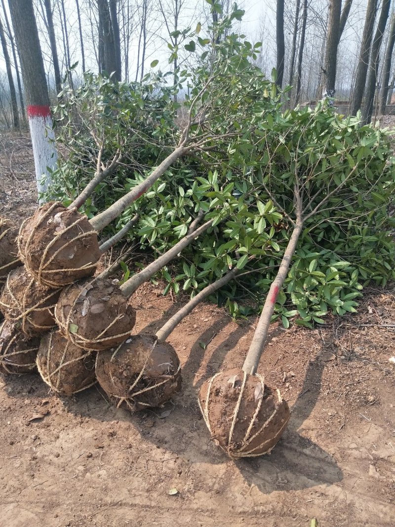 桂花树，八月桂花，四季桂，河南省潢川县苗木基地直销批发