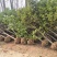 桂花树，八月桂花，四季桂，河南省潢川县苗木基地直销批发