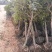 桂花树，八月桂花，四季桂，河南省潢川县苗木基地直销批发