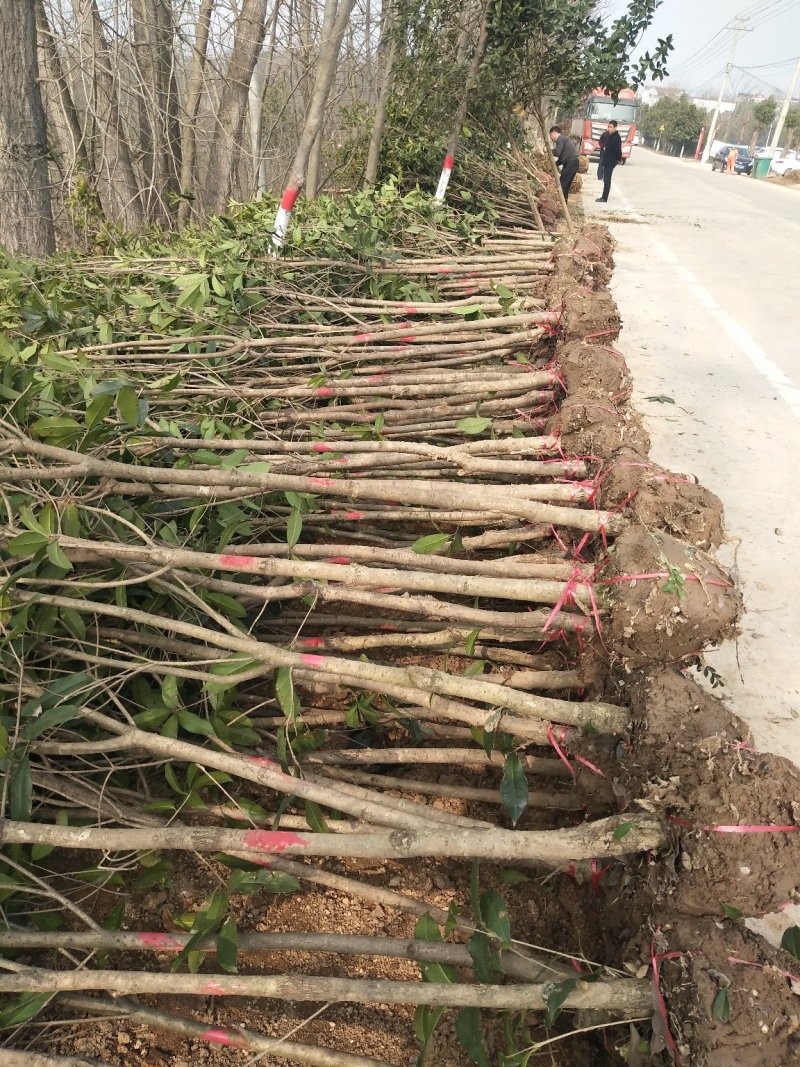 桂花树，八月桂花，四季桂，河南省潢川县苗木基地直销批发
