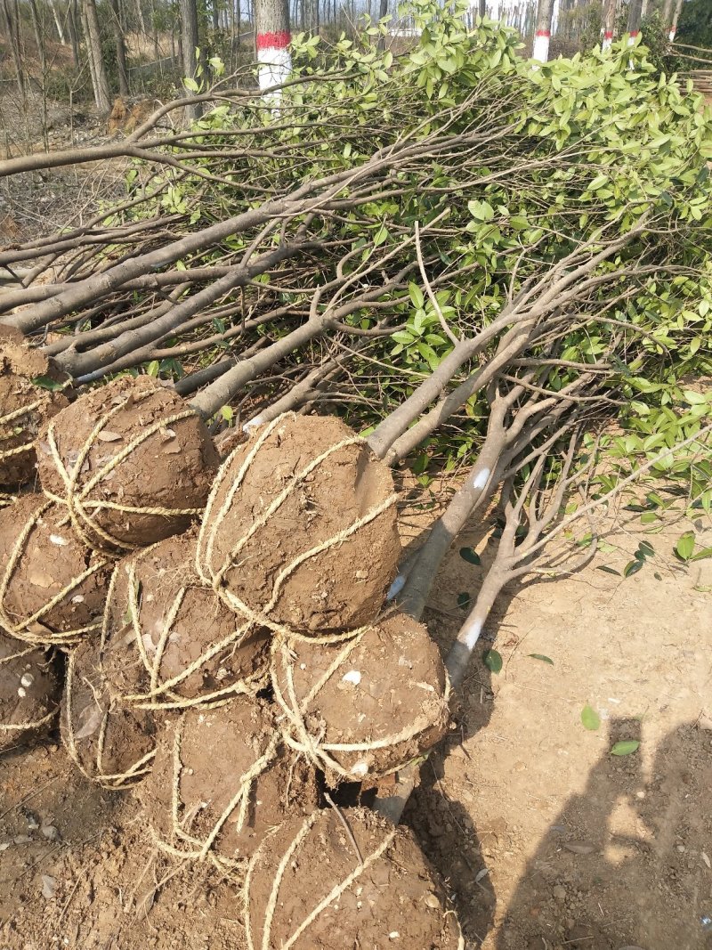 桂花树，八月桂花，四季桂，河南省潢川县苗木基地直销批发