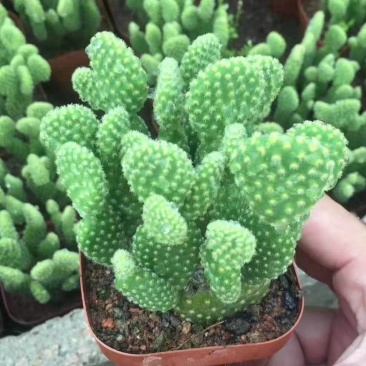 黄毛掌