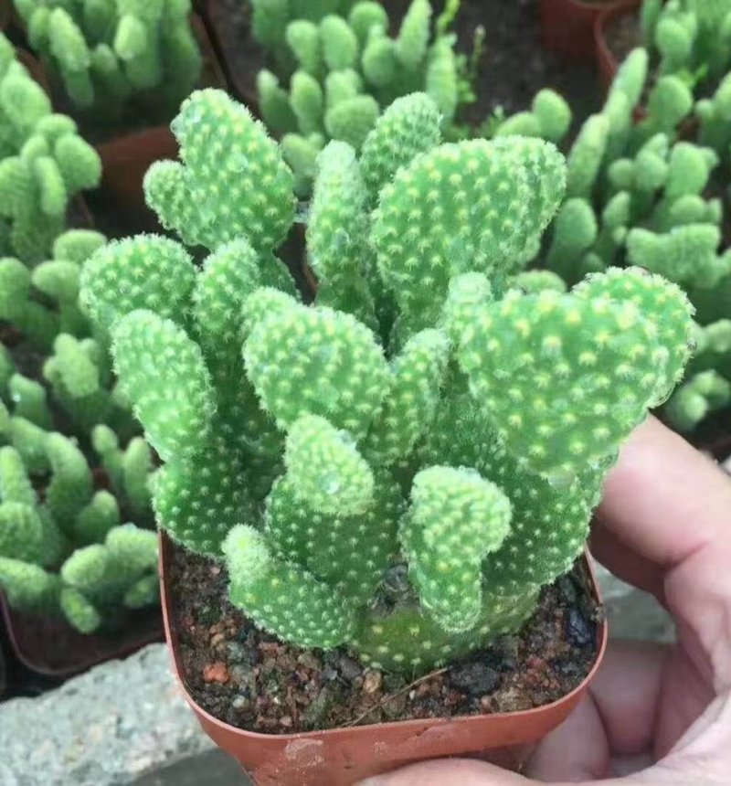黄毛掌