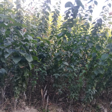 酸梅子苗，嫁接苗，南北方都可以种植，苗子漂亮