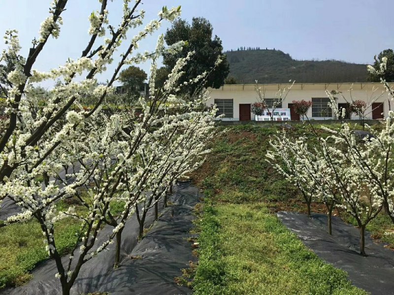 黄金奈李苗，八月晚熟丰产果大甘甜耐贮运，基地现挖保湿