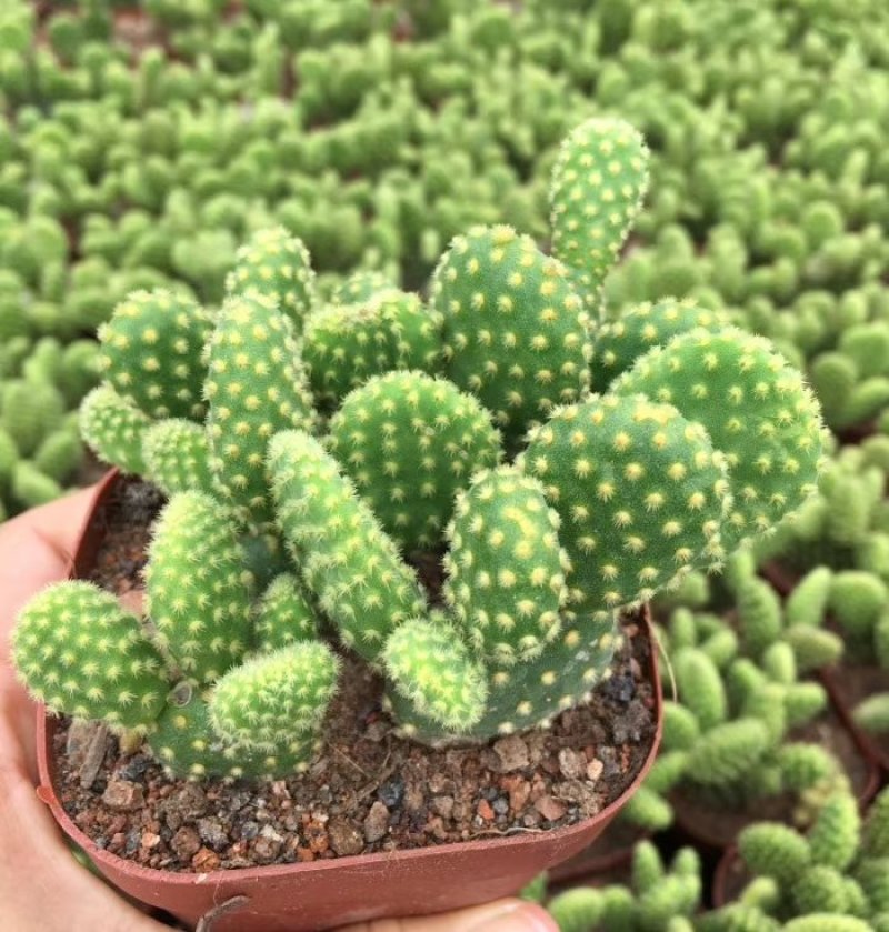 黄毛掌