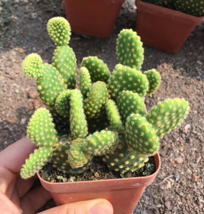 黄毛掌