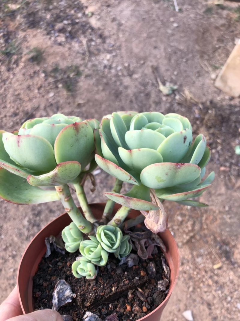 碧桃老桩