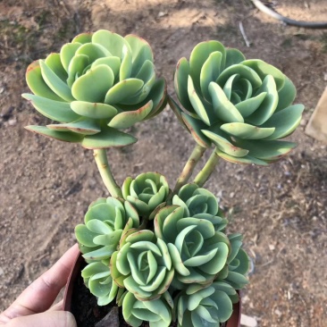 碧桃老桩