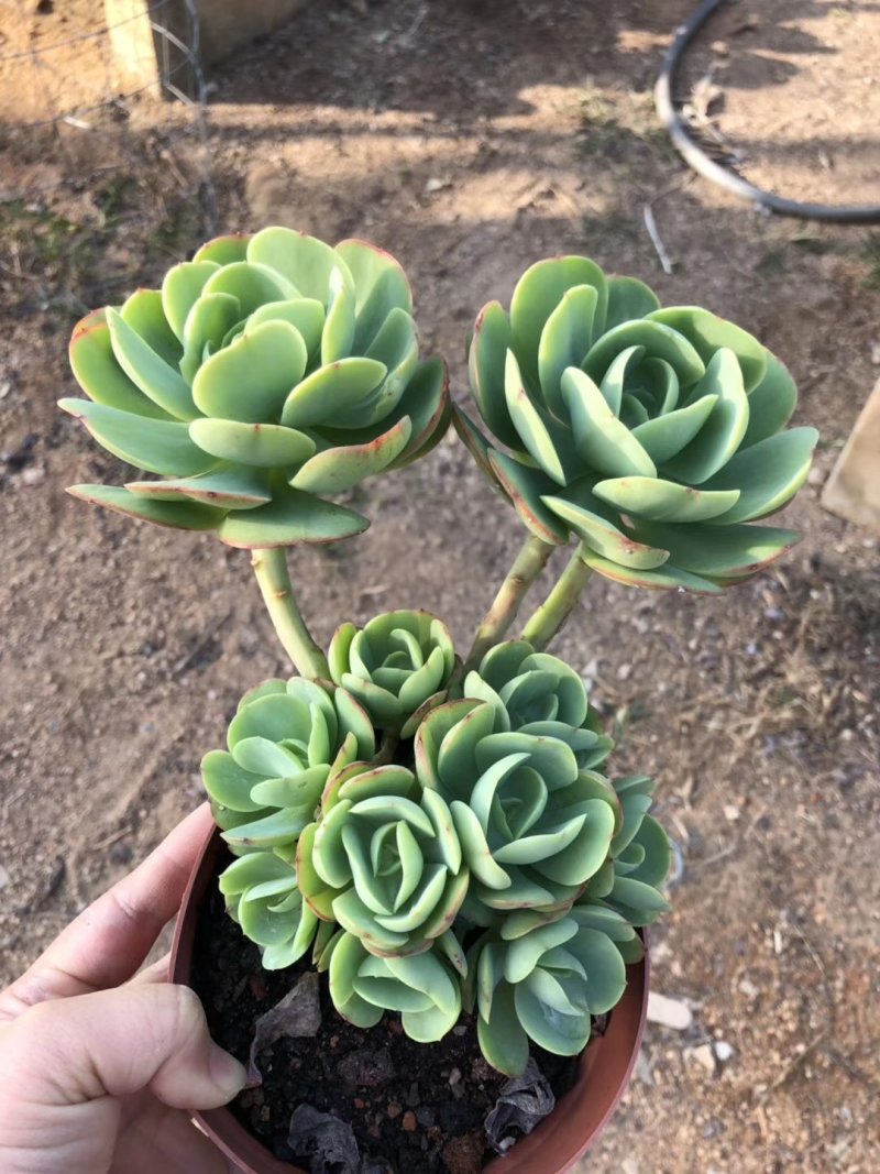碧桃老桩