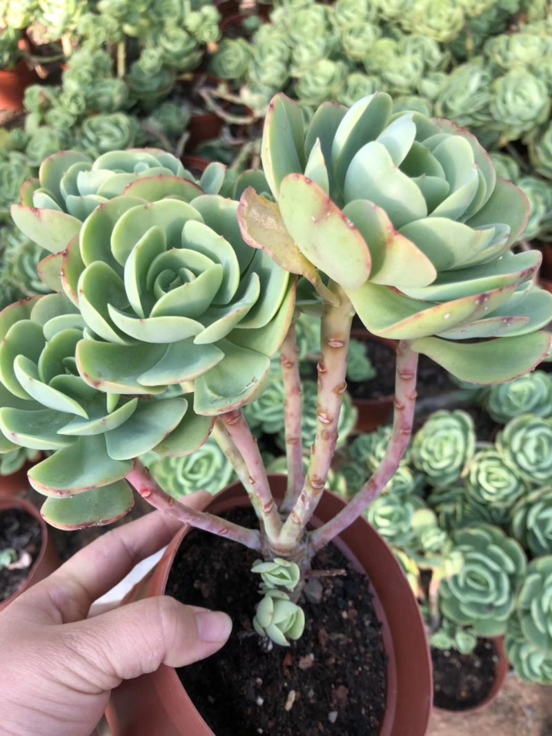 碧桃老桩