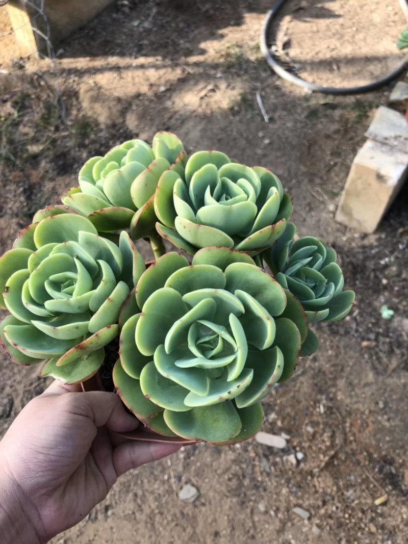 碧桃老桩