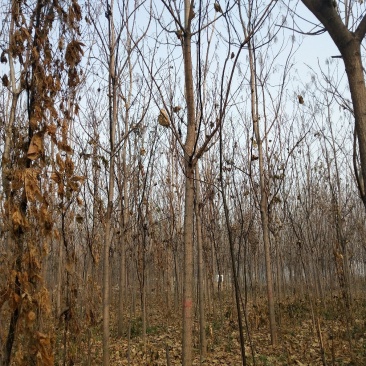 1到13公分精品梓树，中心主干，树型优美