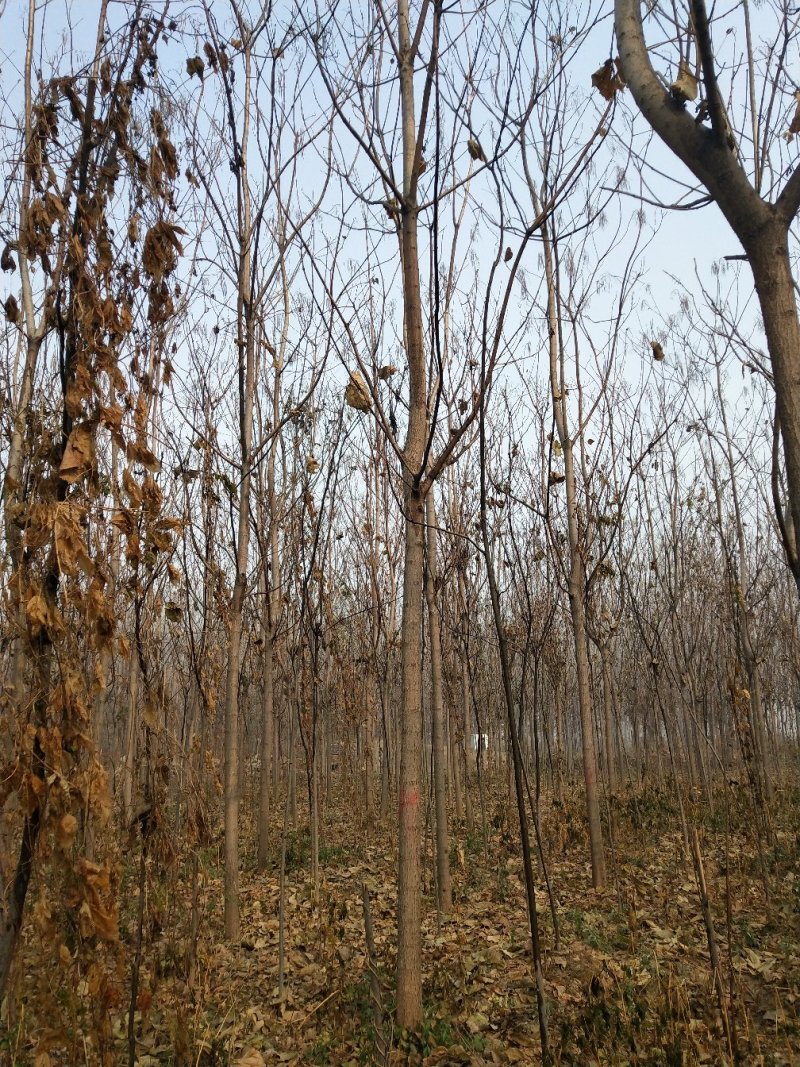 1到13公分精品梓树，中心主干，树型优美