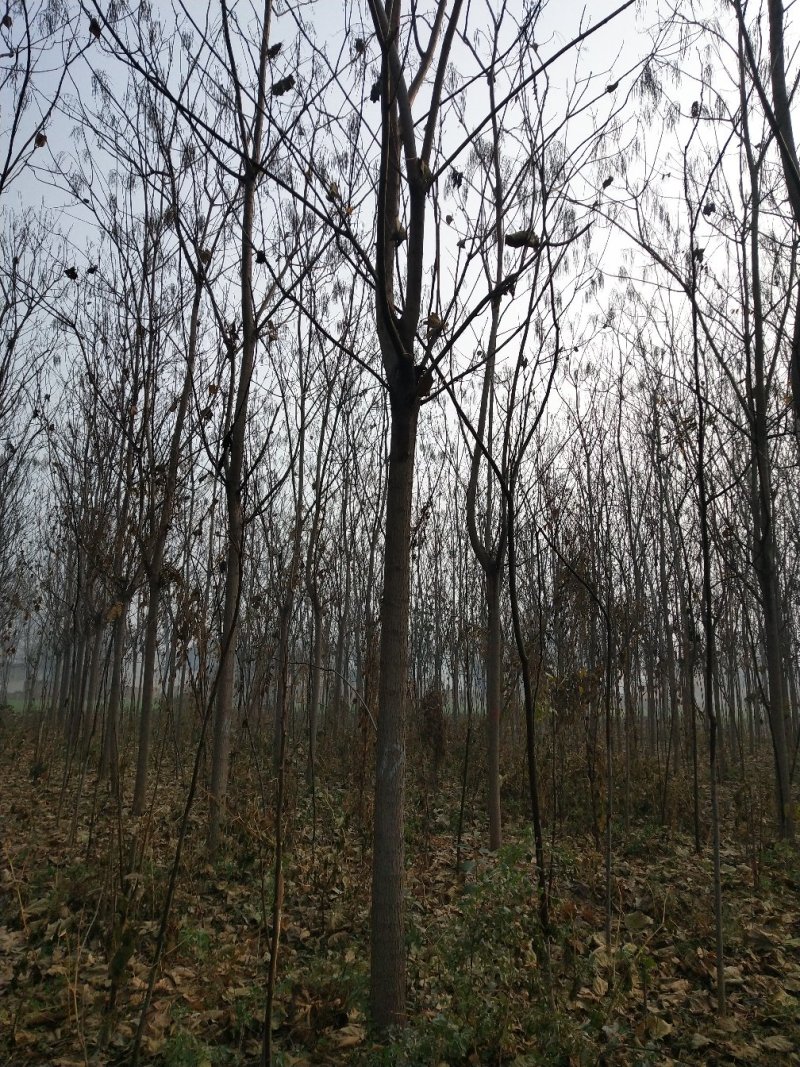 1到13公分精品梓树，中心主干，树型优美