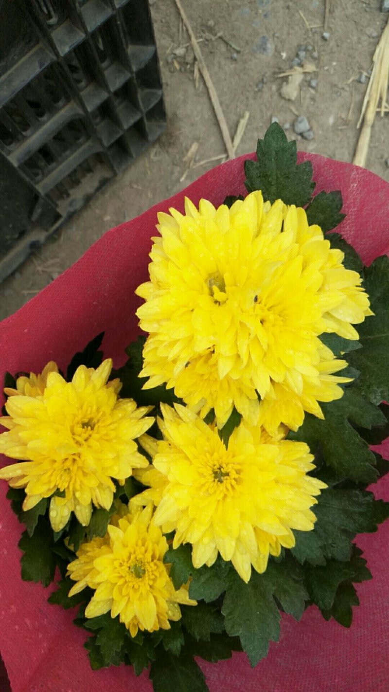 荷兰菊