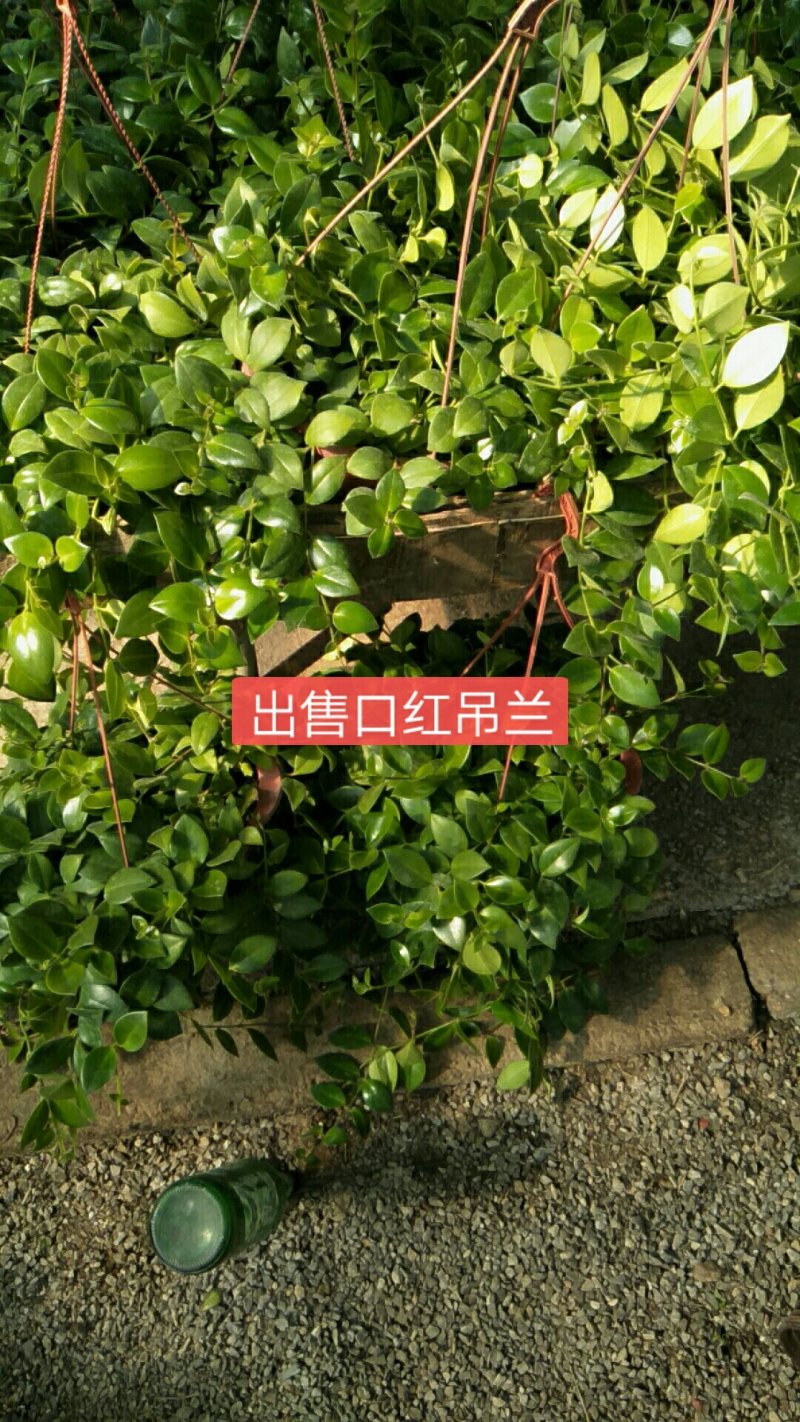 荷兰菊