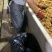 山东大黄姜小黄姜供应四两以上带土洗姜货源充足以质论价