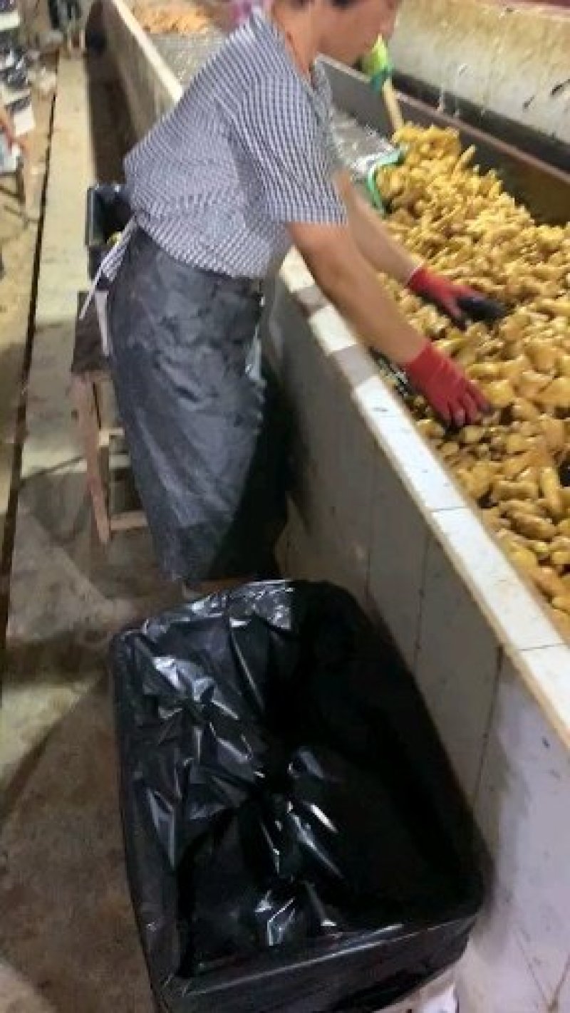 山东大黄姜小黄姜供应四两以上带土洗姜货源充足以质论价