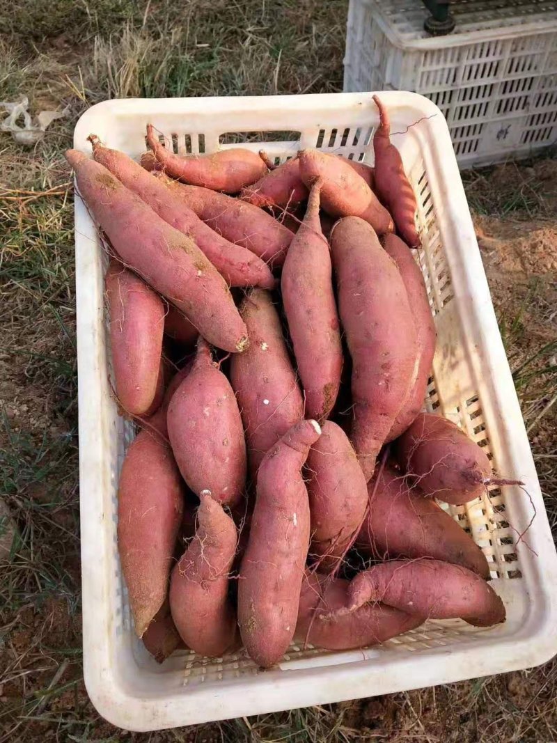烟薯紫薯济薯供应货源充足质量有保障代办一切手续